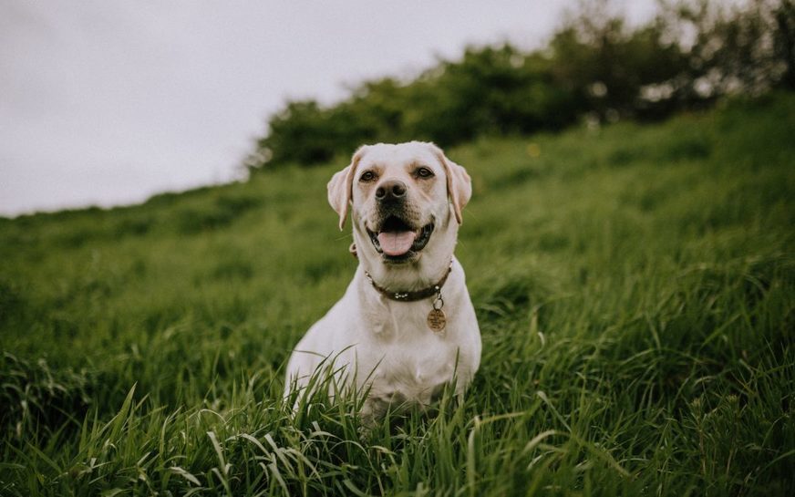 Humane Society of Wichita County